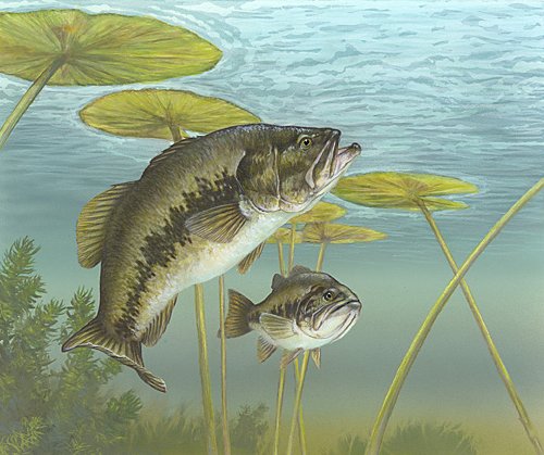 By Timothy Knepp - en: Image:Micropterus salmoides 2.jpg from U.S. Fish and Wildlife Service, Public Domain, https://commons.wikimedia.org/w/index.php?curid=1006711